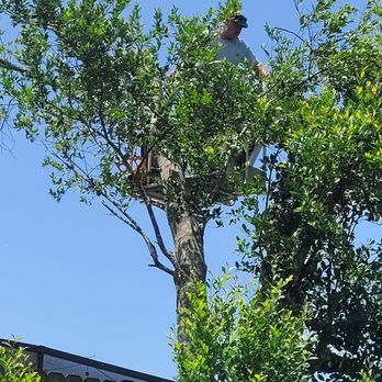 Tom Aliscio Tree Care - Tree Services Near Me - Deltona, Florida Tom Aliscio Tree Care - Tree Services Near Me - Deltona, Florida