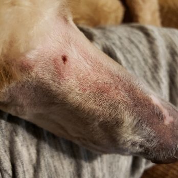 Hap-E-Dog Natural Food & Barkery - Blunt wound from razor - Pet Stores Near Me - Henderson, Nevada Hap-E-Dog Natural Food & Barkery - Blunt wound from razor - Pet Stores Near Me - Henderson, Nevada