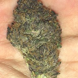TRESTL - Purple Rain