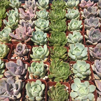 California Cactus Center - Nurseries & Gardening Near Me - Pasadena, California