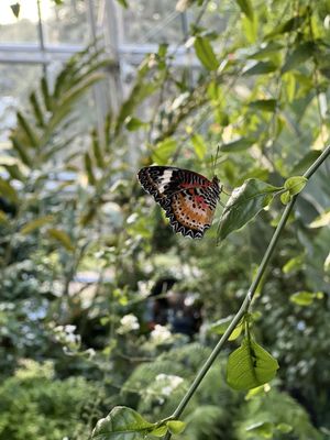 Cockrell Butterfly Center by null
