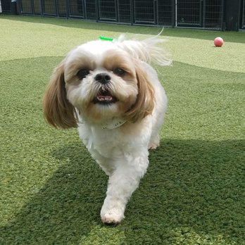 Pet Paradise Charlotte Airport - Pet Training Near Me - Charlotte, North Carolina Pet Paradise Charlotte Airport - Pet Training Near Me - Charlotte, North Carolina