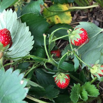 Stokes Berry Farm - Strawberry fields up close - Pick Your Own Farms Near Me - Wilmington, Ohio Stokes Berry Farm - Strawberry fields up close - Pick Your Own Farms Near Me - Wilmington, Ohio