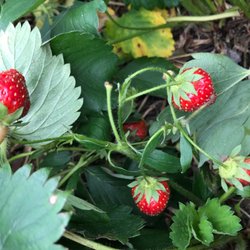 Stokes Berry Farm - Strawberry fields up close