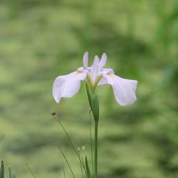 Niagara Parks Botanical Gardens - 6.23.23 Niagra Falls Botanical Gardens