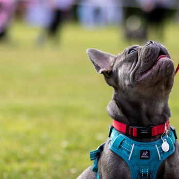 Sb Five Star Pet Care - Pet Sitting Near Me - Santa Barbara, California Sb Five Star Pet Care - Pet Sitting Near Me - Santa Barbara, California