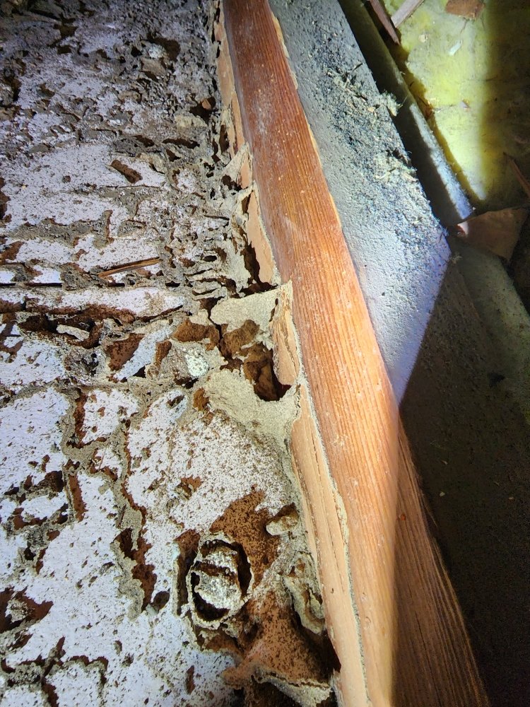 FIRST TERMITE SOLUTION Updated October 2024 81 Photos & 19 Reviews