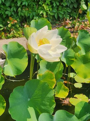 Paine Art Center & Gardens by null