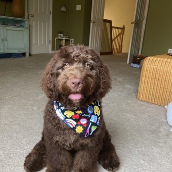 Gia Styles Grooming - Pet Groomers Near Me - Alexandria, Virginia