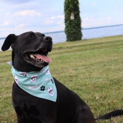 Pets Bring Joy Pet Supply