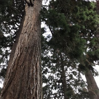 Royal Botanic Garden Edinburgh - Sequoias - Botanical Gardens Near Me - Edinburgh, EDH