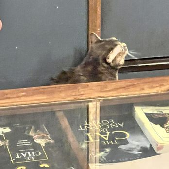 Le Café des Chats - Themed Cafes Near Me - Paris, 75