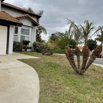 Ruben's Tree Service - After - Tree Services Near Me