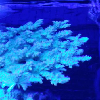 Ataquariums - Awesome colony doing really well! - Aquarium Services Near Me Ataquariums - Awesome colony doing really well! - Aquarium Services Near Me