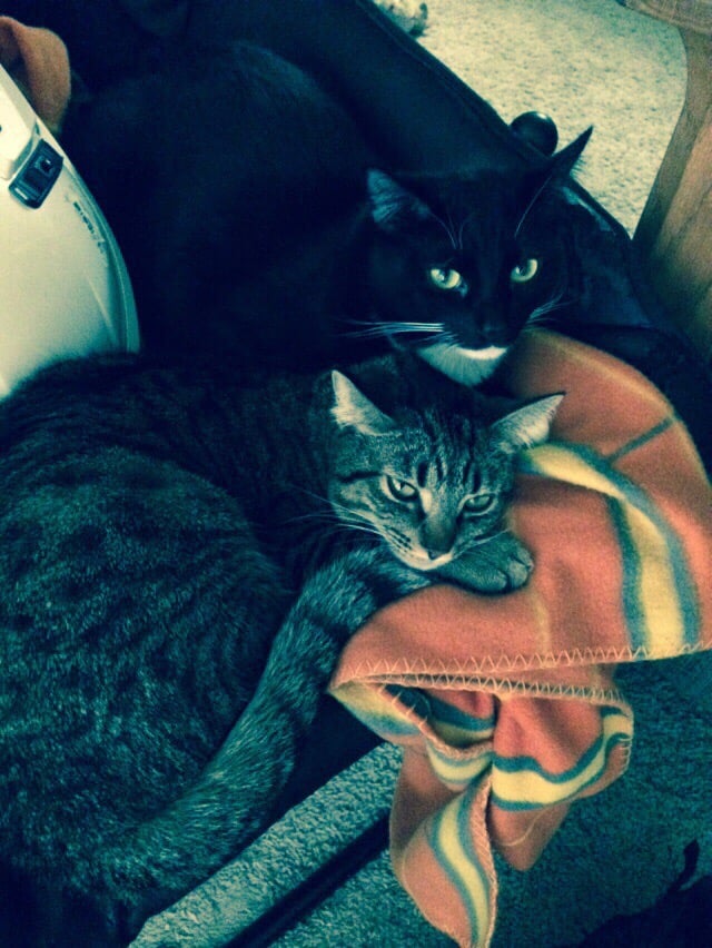 paw shoppe long beach