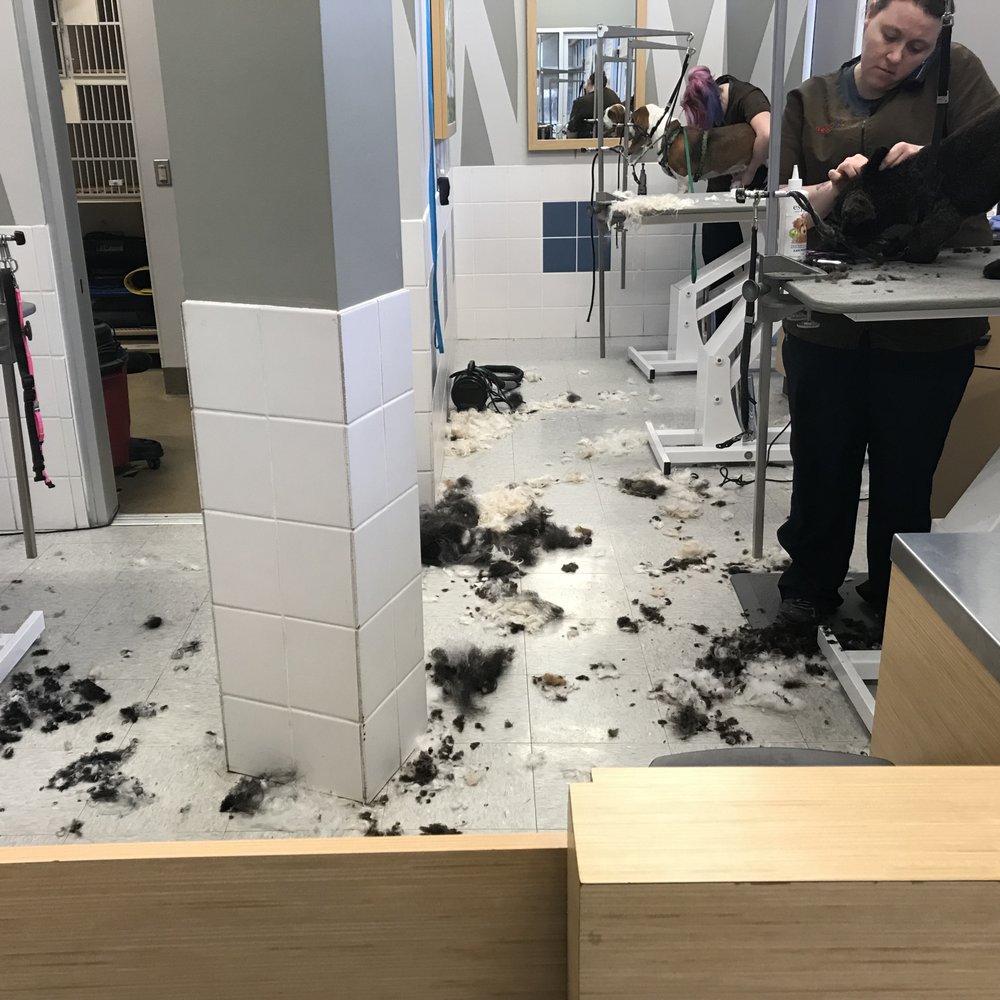 Petco - Jan 12th 2018 in the afternoon. When I came in to get my dogs groom this is what I saw. If this isn’t a health violation ... - Pet Stores Near Me - Redmond, Washington Petco - Jan 12th 2018 in the afternoon. When I came in to get my dogs groom this is what I saw. If this isn’t a health violation ... - Pet Stores Near Me - Redmond, Washington