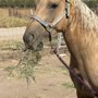 A T Ranch & Equestrian Center