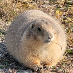 a ground squirrel sitting in the grass