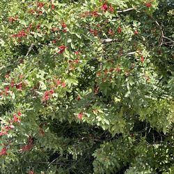 Palmetto Estuary Preserve - Red berry bushes that birds love!