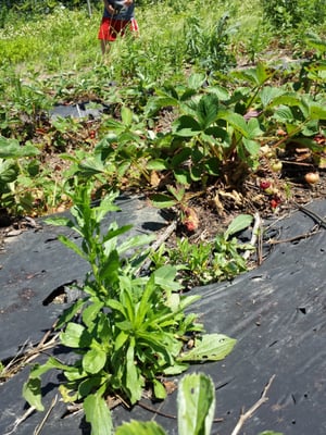 Garden of Eve Organic Farm by null