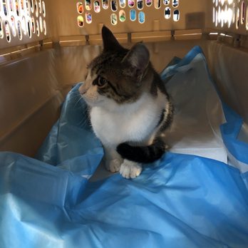 Le Pitou Boutique - My KittyKat they took cleaned up so well - Pet Groomers Near Me - Forest Hills, New York Le Pitou Boutique - My KittyKat they took cleaned up so well - Pet Groomers Near Me - Forest Hills, New York