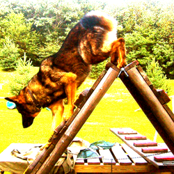 Chiodo Kennels