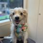 Photo of Karl Barx Pet Care