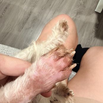 VEG ER for Pets - Max's swollen paw from licking too much - Emergency Pet Hospital Near Me - Rancho Cucamonga, California VEG ER for Pets - Max's swollen paw from licking too much - Emergency Pet Hospital Near Me - Rancho Cucamonga, California