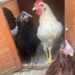 Best Valley Feed - Chickens