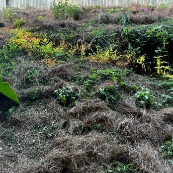 Blue Cloud Lawn - No weed control - Lawn Services Near Me