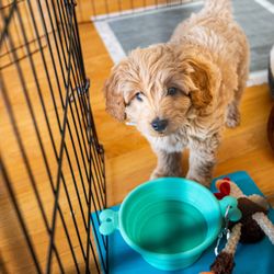 Wiggle Butt Academy - Puppies can learn so much!