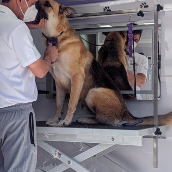 210 Pet Grooming - Pet Groomers Near Me - San Antonio, Texas