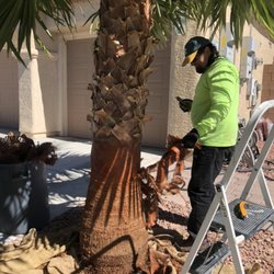 PALMtrees “R” us - Skinning a Mexican Fan palm
