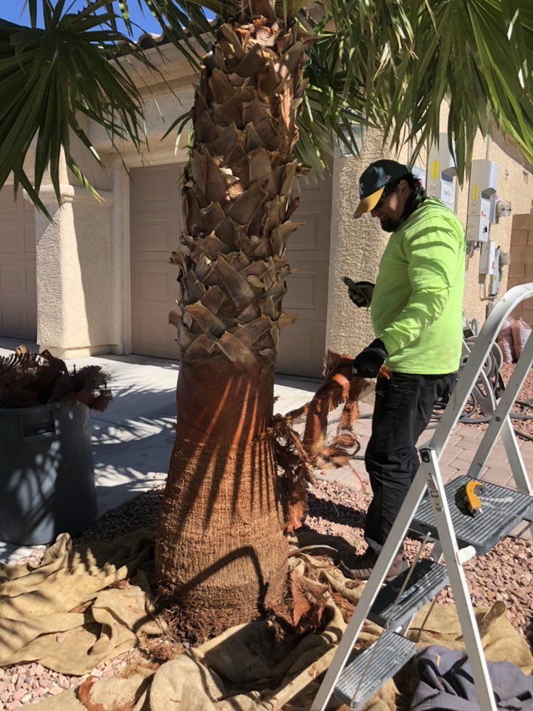PALMtrees “R” us - tree service in Las Vegas, NV