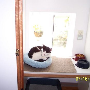 in the woods cat chalet closed pet sitting 806 ne 202nd ave camas wa phone number yelp