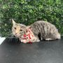 Photo of Cat Grooming Specialist