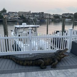 12 foot Gator delivered to my door in 2 days. Thank you Allison.