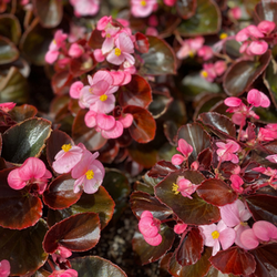 Premier Nursery