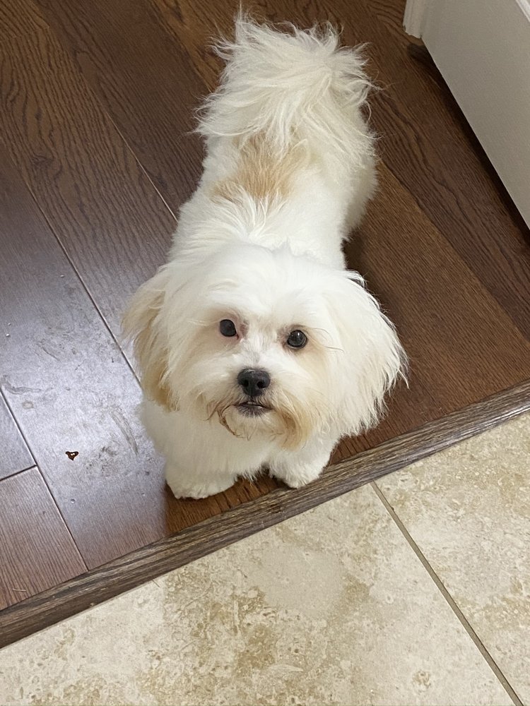 AFFORDABLE DOG GROOMING Updated October 2024 23092 E Martin Dr