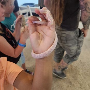 Great Lakes Serpentarium - Snow albino corn snake - Zoos Near Me - Westland, Michigan