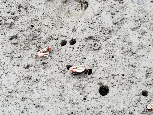 Gaomei Wetlands by null