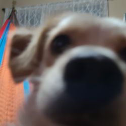 A dog