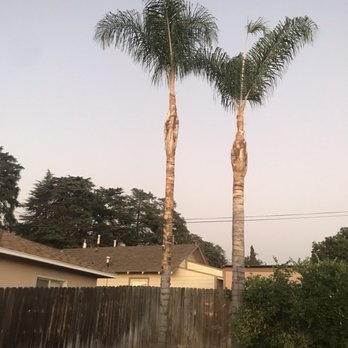 Efrain Tree Services - After - Tree Services Near Me