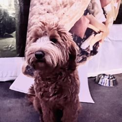 Pooches N' Purrs Pet Salon