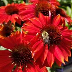 Churchill's Garden Center
