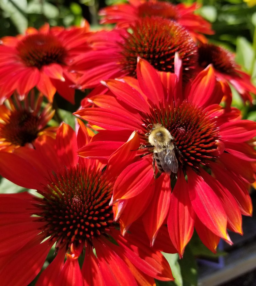 CHURCHILL’S GARDEN CENTER Updated September 2024 28 Photos & 26