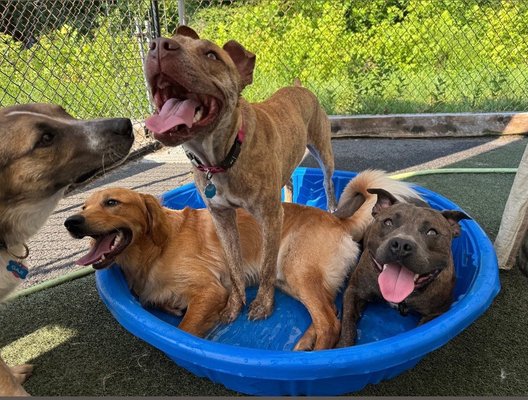 Woofy Wellness Ranch