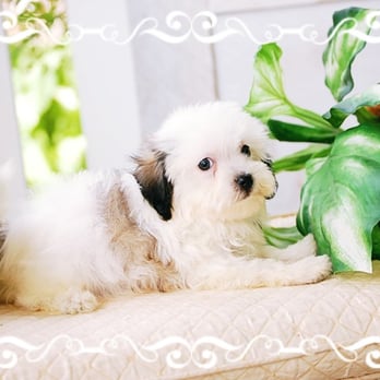 Cornerstone Farms - Our Havanese puppy from Cornerstone Farms in Missouri - Pet Training Near Me - Curryville, Missouri Cornerstone Farms - Our Havanese puppy from Cornerstone Farms in Missouri - Pet Training Near Me - Curryville, Missouri