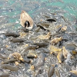 Lake Murray Marina - Baby geese competing with thousands of fish for treats.