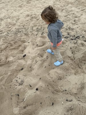 Petoskey State Park by null